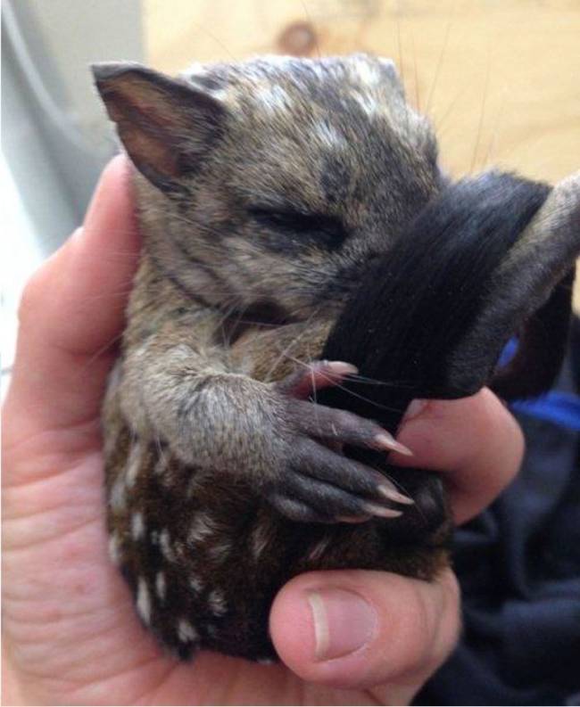 When the baby quolls were discovered and delivered to the Adelaide Zoo, they were dehydrated and had minor muscle tremors.