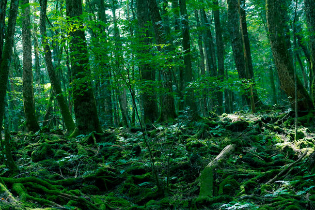 2.) Aokigahara, Japan.