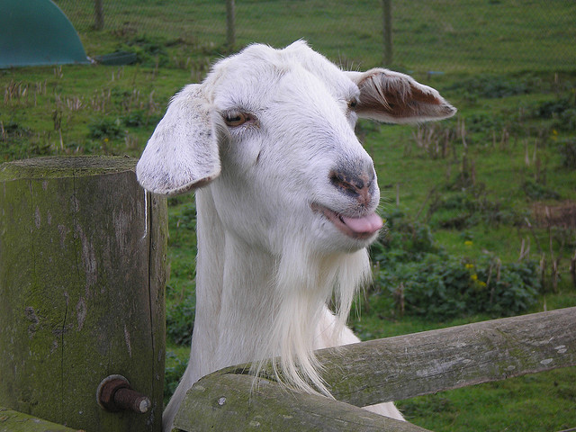 Look, I get it. Your beard is awesome, but you don't have to gloat about it, goat.