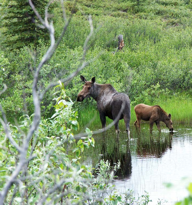 18.) Moose calves will stay with their mom for about a year (or until she has another baby).