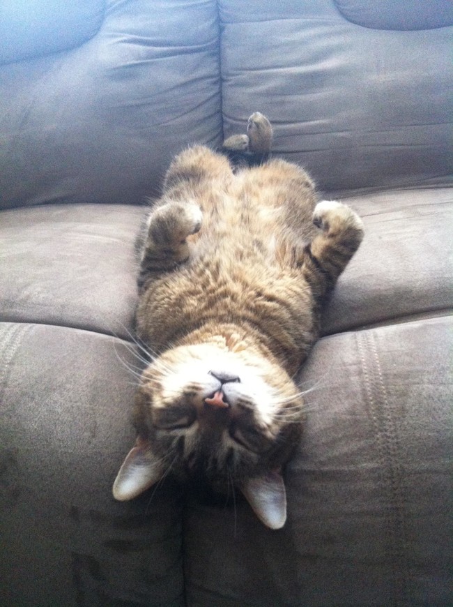 The crack between the cushions is arguably the best spot on the couch.