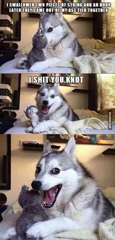 And... Huskies tell the worst jokes ;)