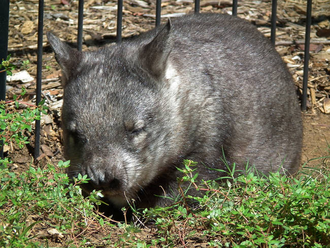 12.) Wombats poop cubes.
