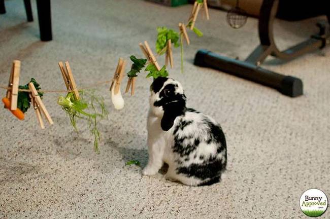 10.) Your rabbit will love a holiday feast <a href="https://bunnyapproved.com/diy-rabbit-toy-ideas/
" target=“_blank">laundry line</a>.