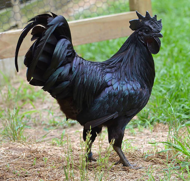 Ayam Cemani Rooster