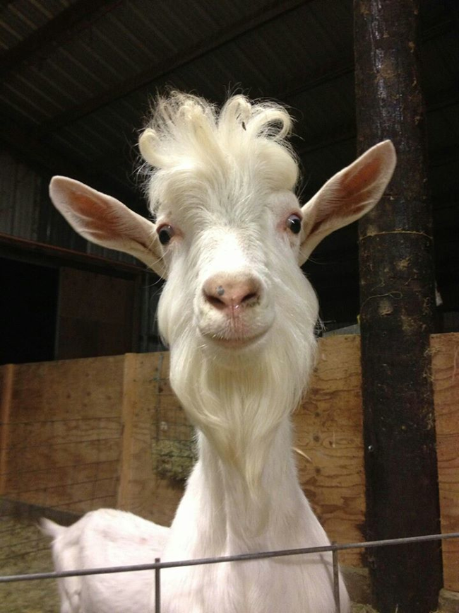 This goat is actually a benevolent wizard who has taken the form of a goat to watch over you.