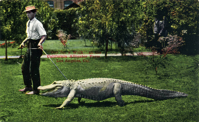 In 1911, Alligator Joe sold his share to partner Francis Earnest, who began importing other reptiles.