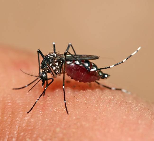 6.) Dengue Fever.