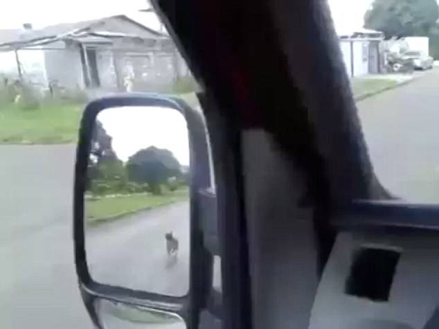 When his owner was picked up in an ambulance in Goiana, Brazil, this dog took off after the truck.