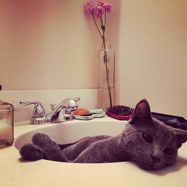 Sinks are basically waterless jacuzzis for cats.