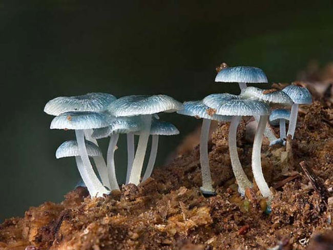 6.) Fungi.
