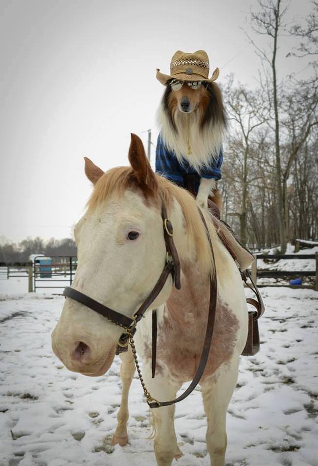 This cowboy - err - cowdog. Horsedog?