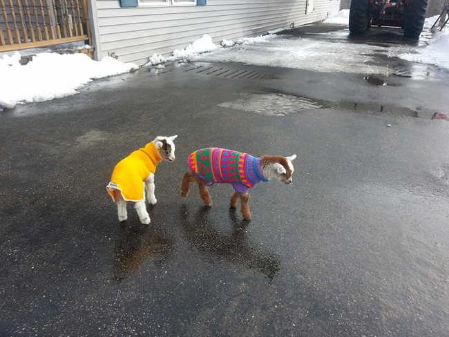 These goats are ready for the cold.