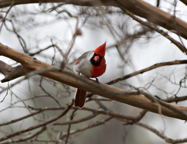 Then in February 2013 he saw it again at his feeder.