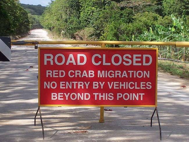 During this time, the entire island is overrun by the crabs. There are so many that local authorities have to shut down the roads during their migration.