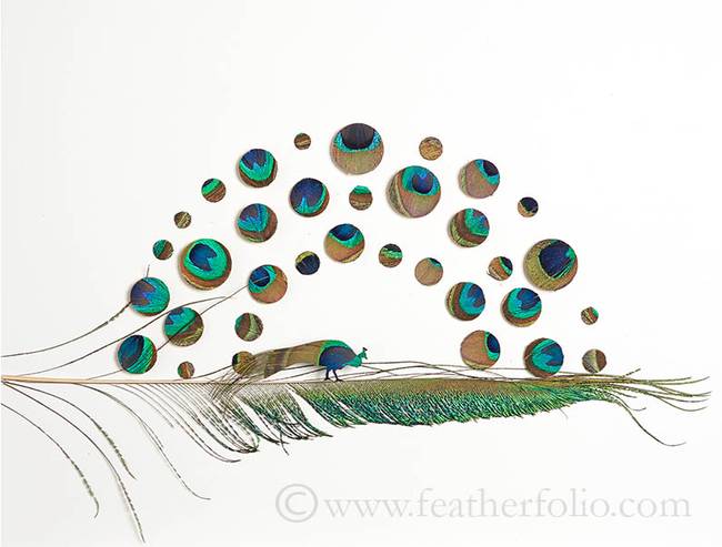 <i>Peacock Attraction 5</i>. Peacock feathers