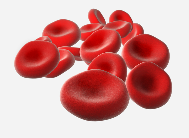 5.) Red blood cells can travel your entire body in roughly 20 seconds.