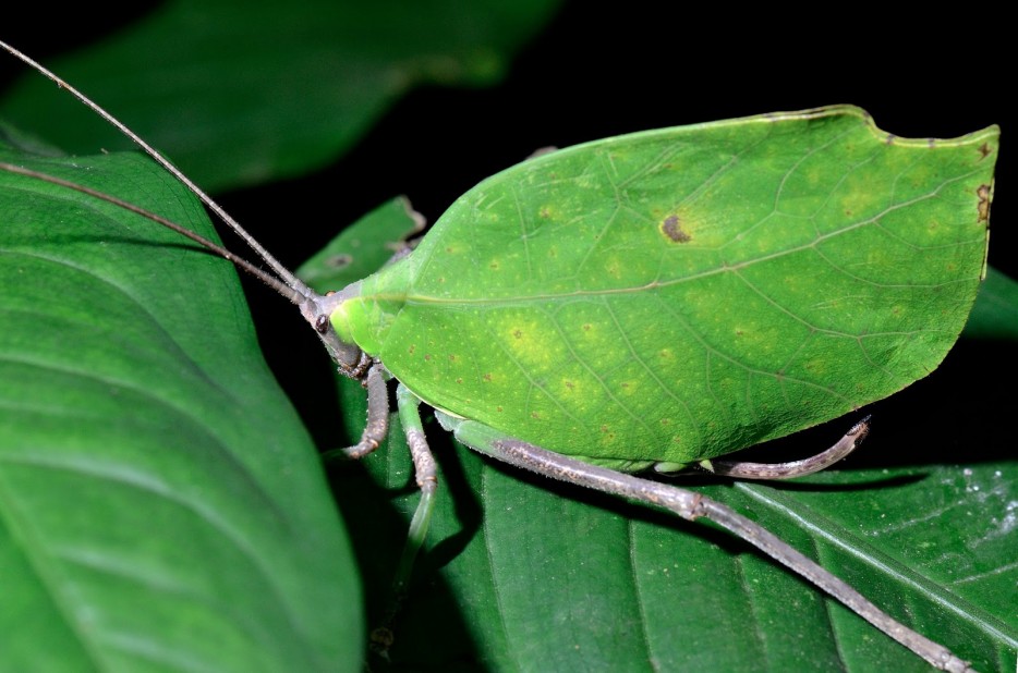 Leaf Bug (mimicking a living leaf)