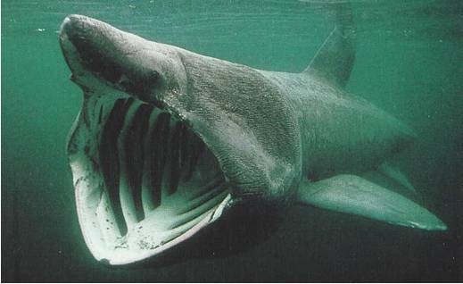 7. Basking Shark - The second-largest fish in the world, basking sharks use their might to feed on tiny plankton. Pick on something your own size!