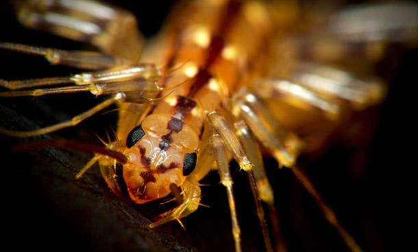 House Centipede