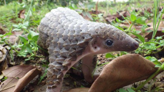 It might not be fluffy, but a baby pangolin sure is cute.