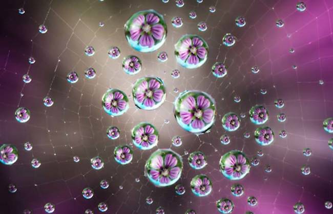 Panizza frames the picture so you are peering through dew drops on the spider's web to something on the other side.