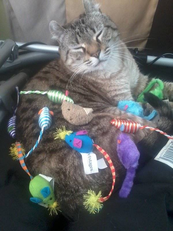 "Why didn't you TELL me all of my toys were statically clinging to my fur? I've been walking around like this ALL. DAY."