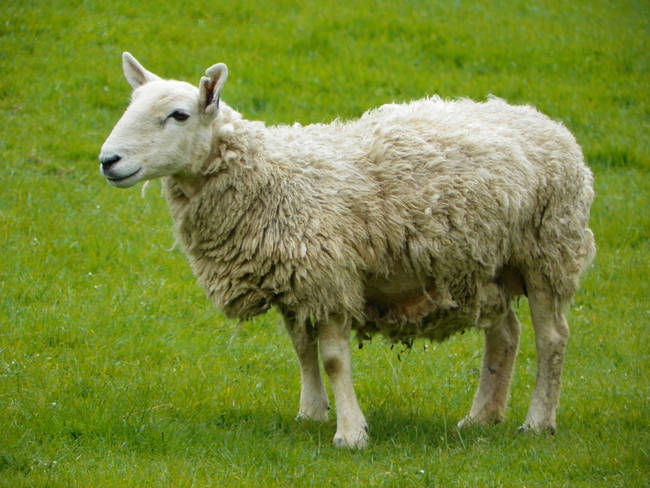 Sheep are able to recognize facial features and are especially fond of smiles.