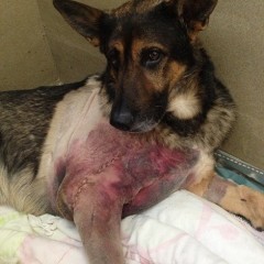 4. Kota: This former Virginia police dog was seriously injured after falling through a roof while attempting to catch a criminal. Dedicated to his work, he managed to crawl to his handler to help complete the arrest.