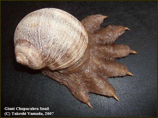 Giant Chupacabra Snail