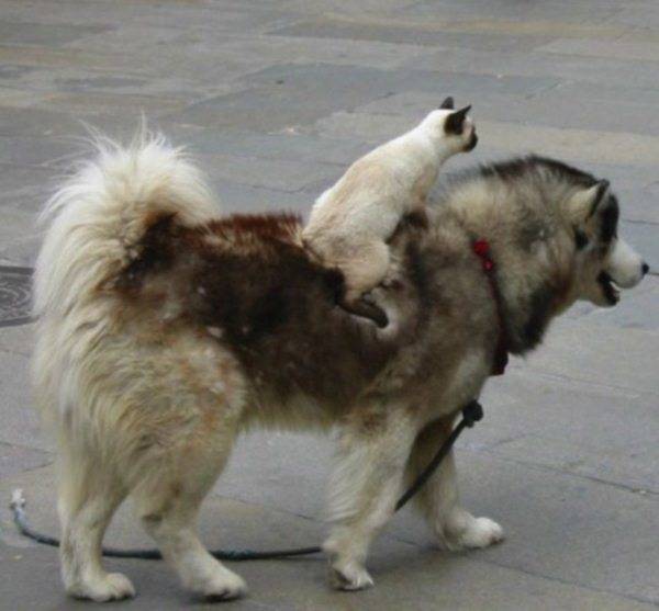 4.) Onward, steed!