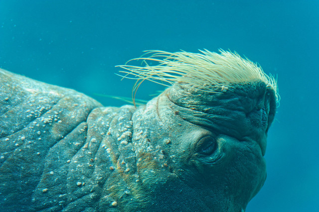 So majestically whiskered. The lumberjack of the sea, perhaps?