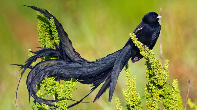 2.) Long-Tailed Widowbird