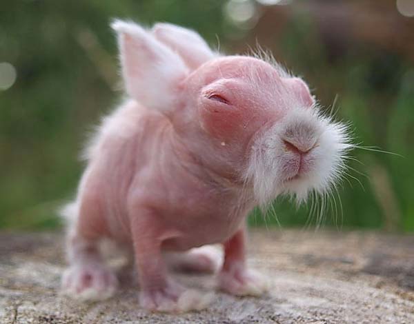 1.) Rabbits: This little guy was born in 2009, almost completely hairless.