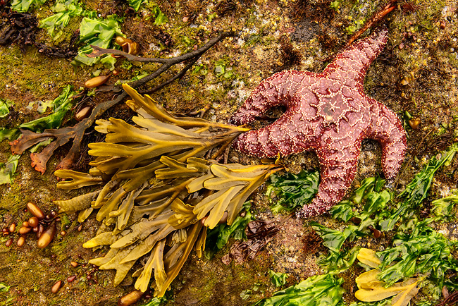 This real-life Patrick.