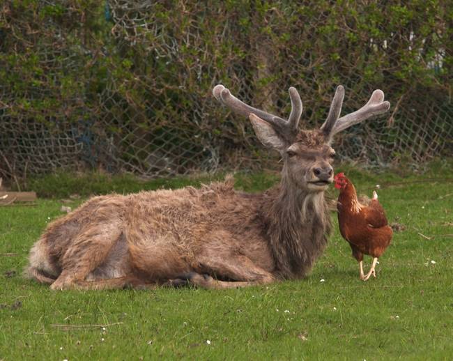 A deer and a chicken? What?