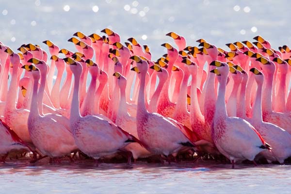 9.) A group of flamingos is called a flamboyance.