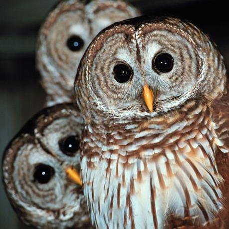 8.) A parliament of owls.