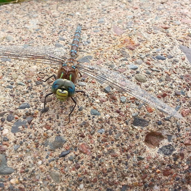 27.) This dragonfly should have its own show on Nick Jr.