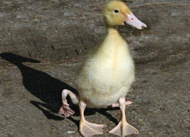 19.) Four Legged Duck