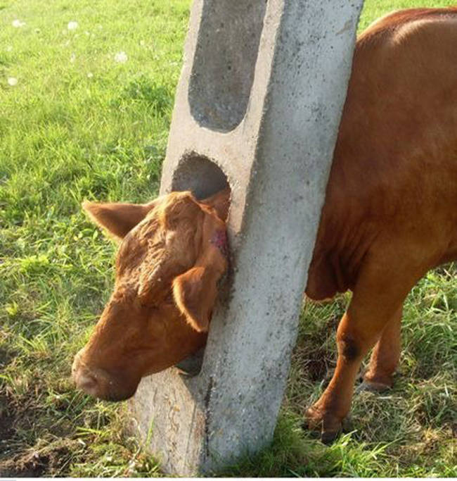 3.) Cows just can't stay away from sticking their heads where they don't belong.