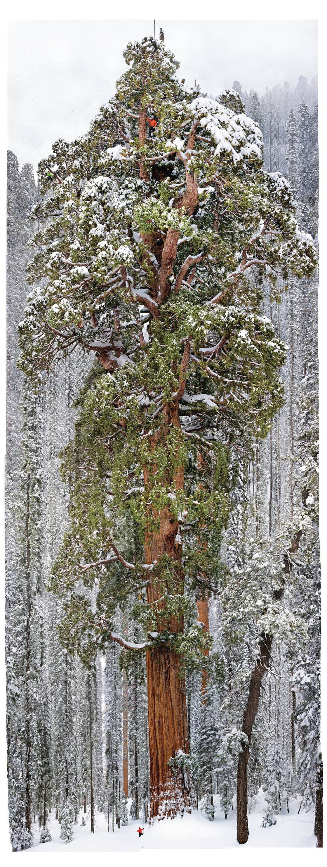 10. A 3,200 year old tree in the Sequoia National Park. (This photo was created by combining 126 images.)