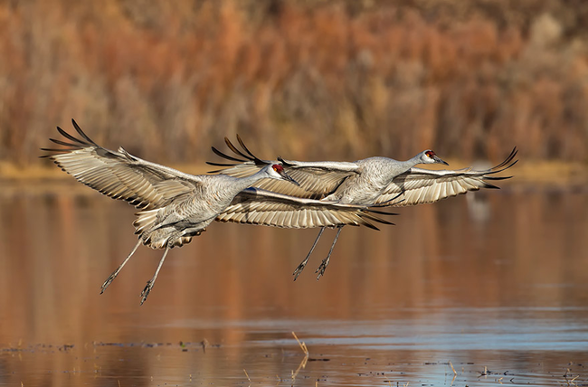 7.) These cranes taking flight.