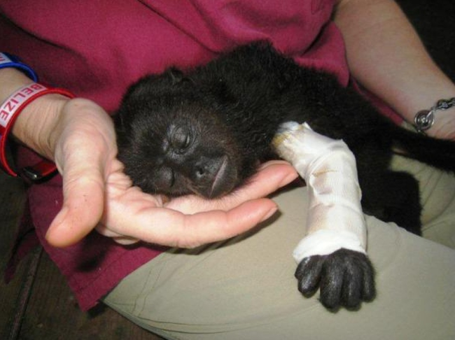 7.) An injured baby monkey rests in its caretaker's lap.