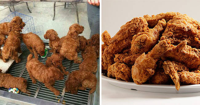 14.) Puppies look like fried chicken.