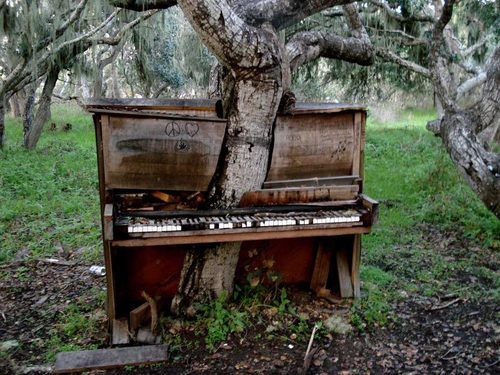 1.) Trees are learning how to play human musical instruments.