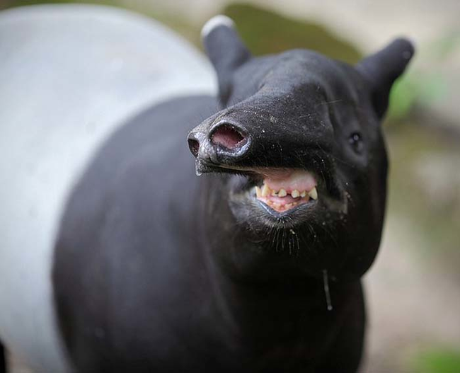 10.) Tapirs: the always-awkward.