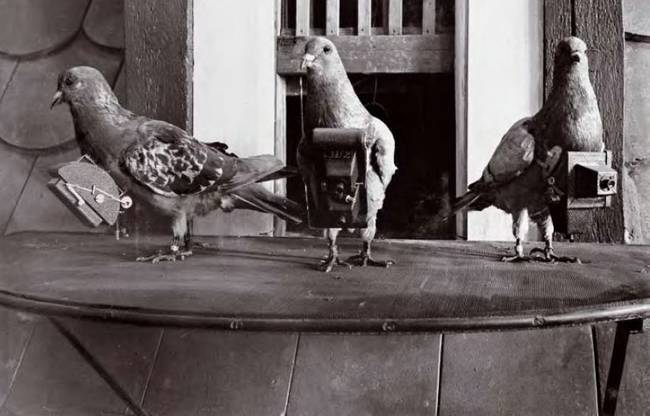 After working diligently on the designs, Dr. Neubronner's camera harness for pigeons finally had a successful test flight.