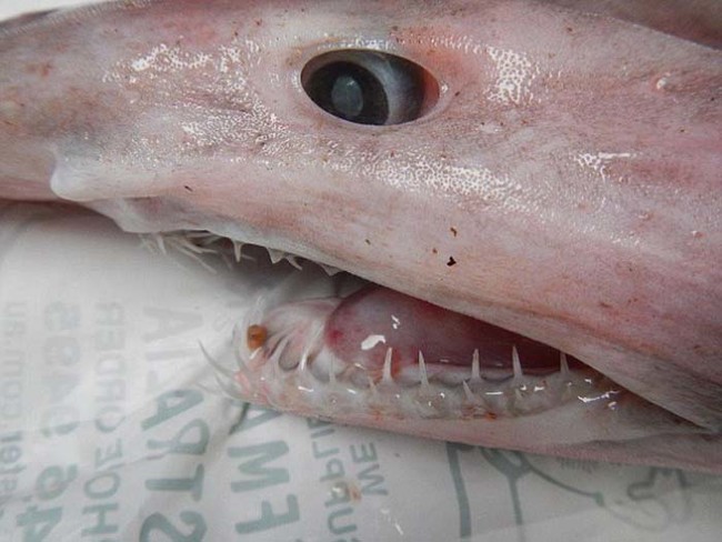 The reason the goblin shark is sometimes called a living dinosaur is because the species has not evolved in any significant way for the last 125 million years.