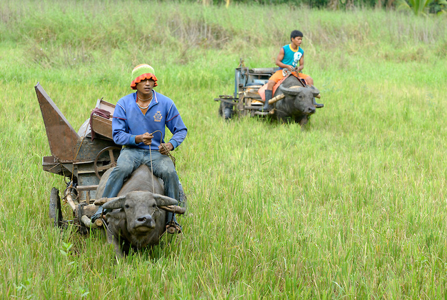 12.) Water Buffalo - Thailand, Philippines, Vietnam